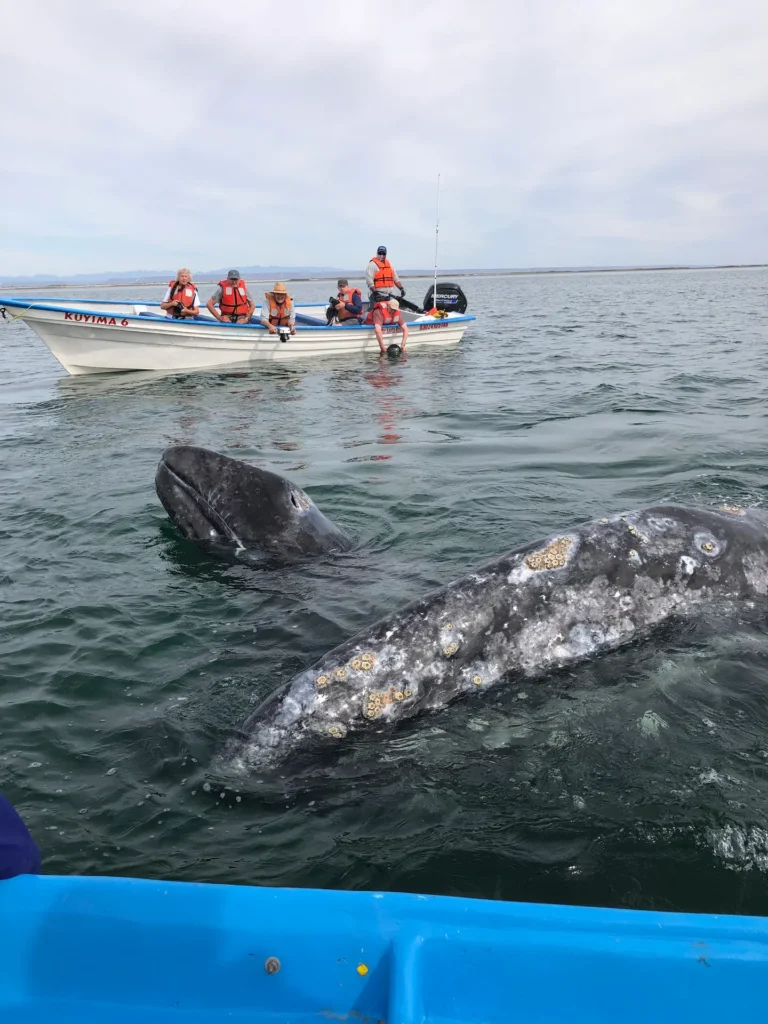 Whale Watching