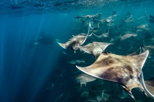 mobula rays baja