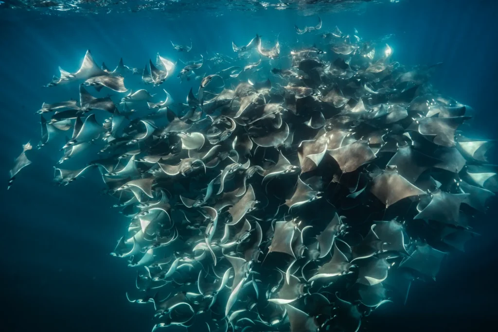 mobula rays in Baja