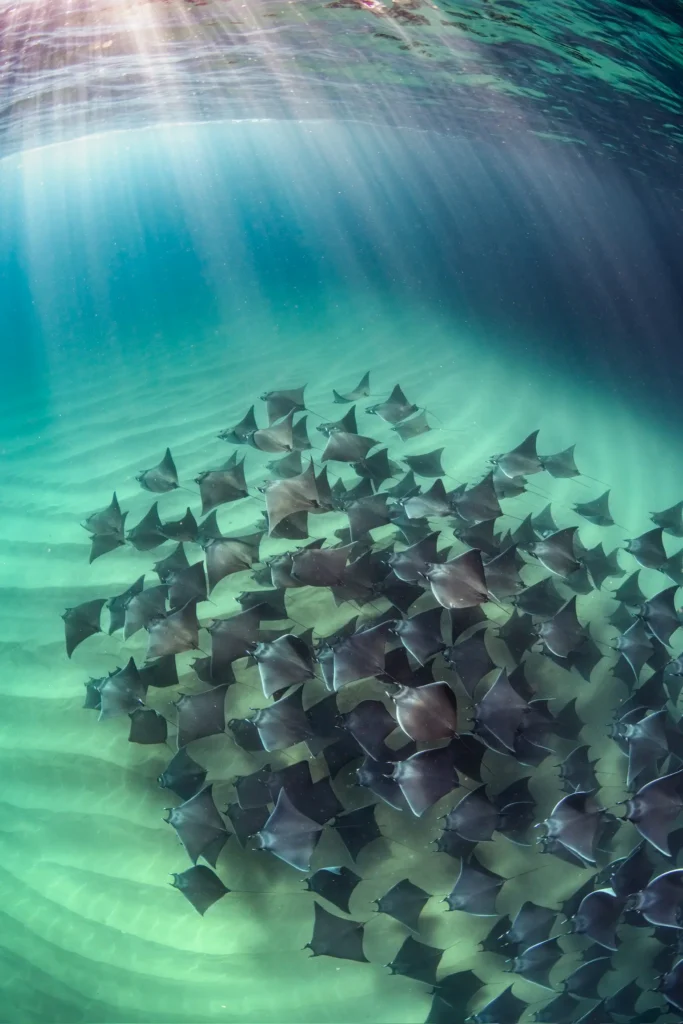 swimming with mobulas
